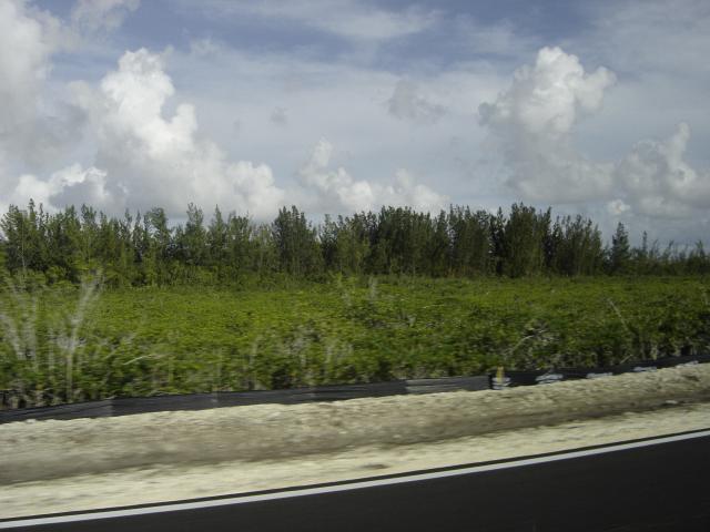 Florida_2007_218.JPG